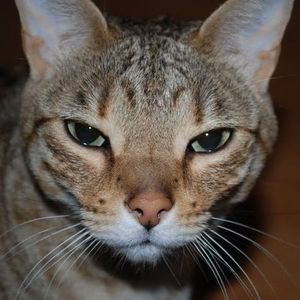 Meet your Posher, Sheila